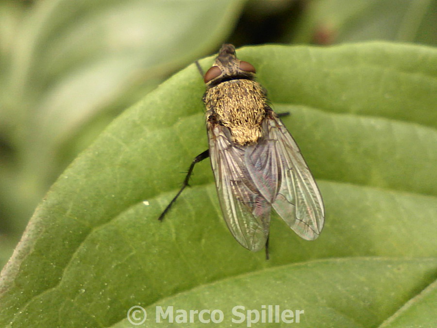 Mosca da identificare